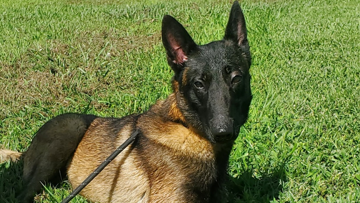 K9 Name